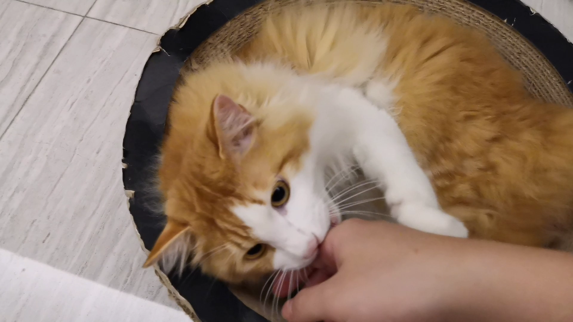【米糊与烧麦】烧麦被米糊这只坏猫猫教坏了!